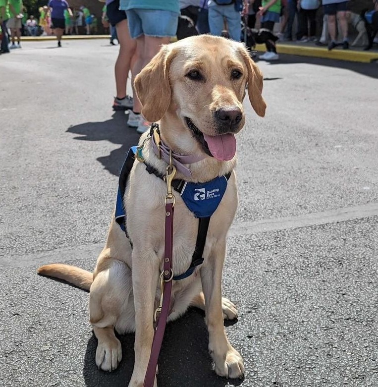 A yellow lab in a blue guiding eyes for the blind harness looks off camera with it's mouth open and tongue showing