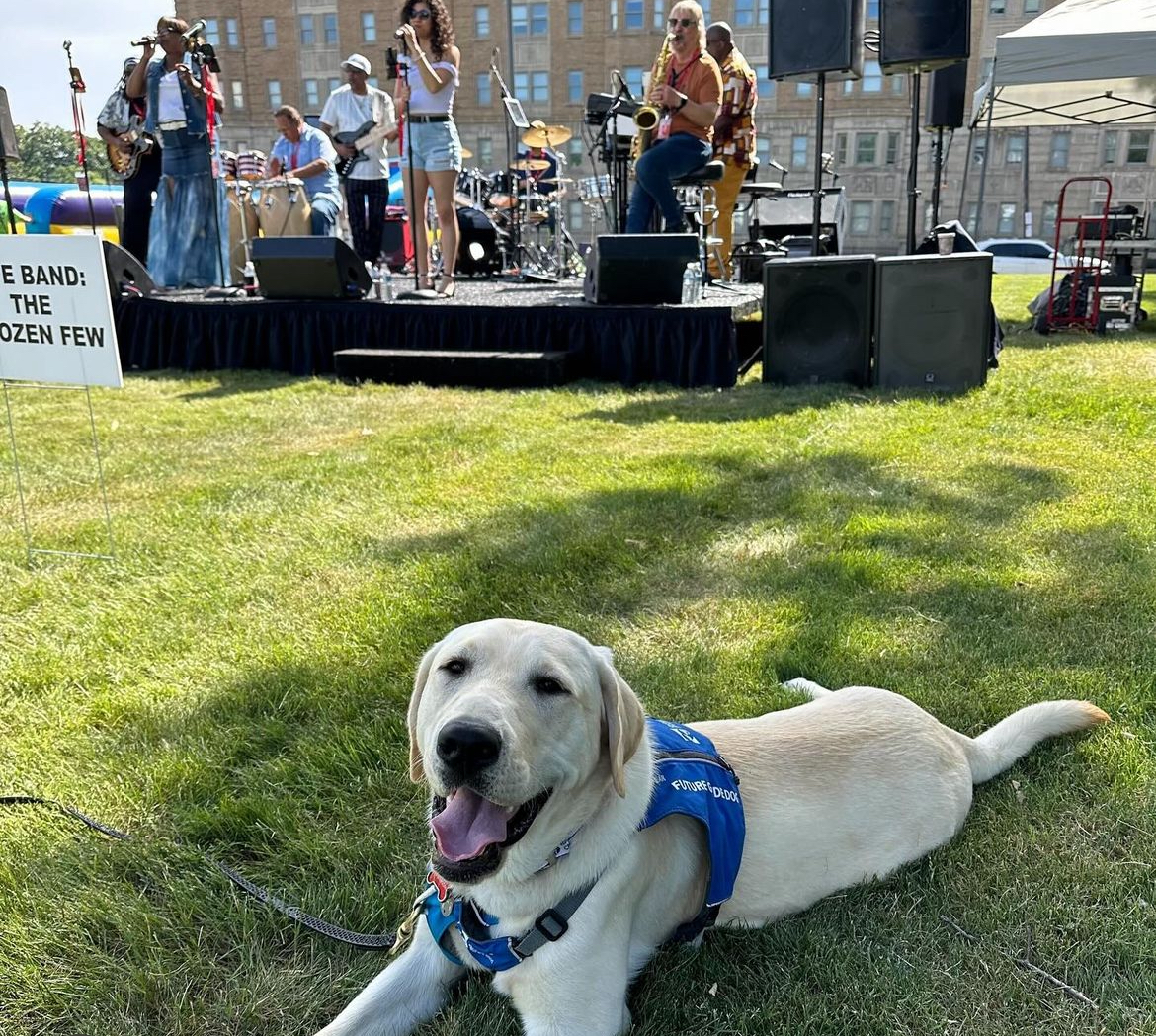 A yellow lab wears a blue guiding eyes for the blind harness and lays on the ground in front of an outdoor stage with musicians performing in it. 