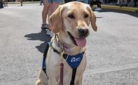 A yellow lab in a blue guiding eyes for the blind harness looks off camera with it's mouth open and tongue showing